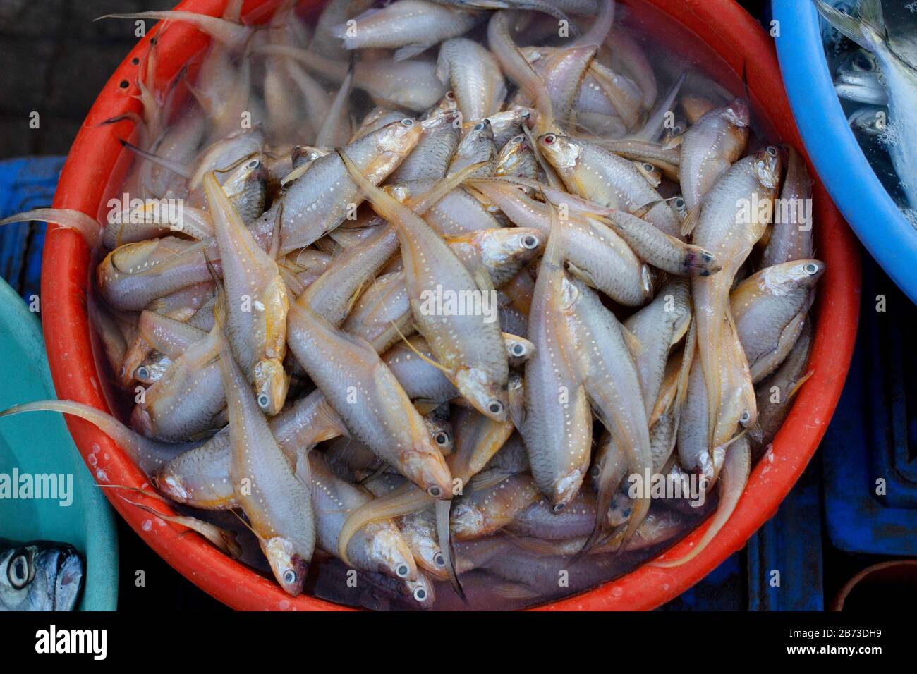 Acciughe O Mandeli, Ratnagiri, Maharashtra, India. Piccoli pesci foraggini comuni della famiglia Engraulidae Foto Stock