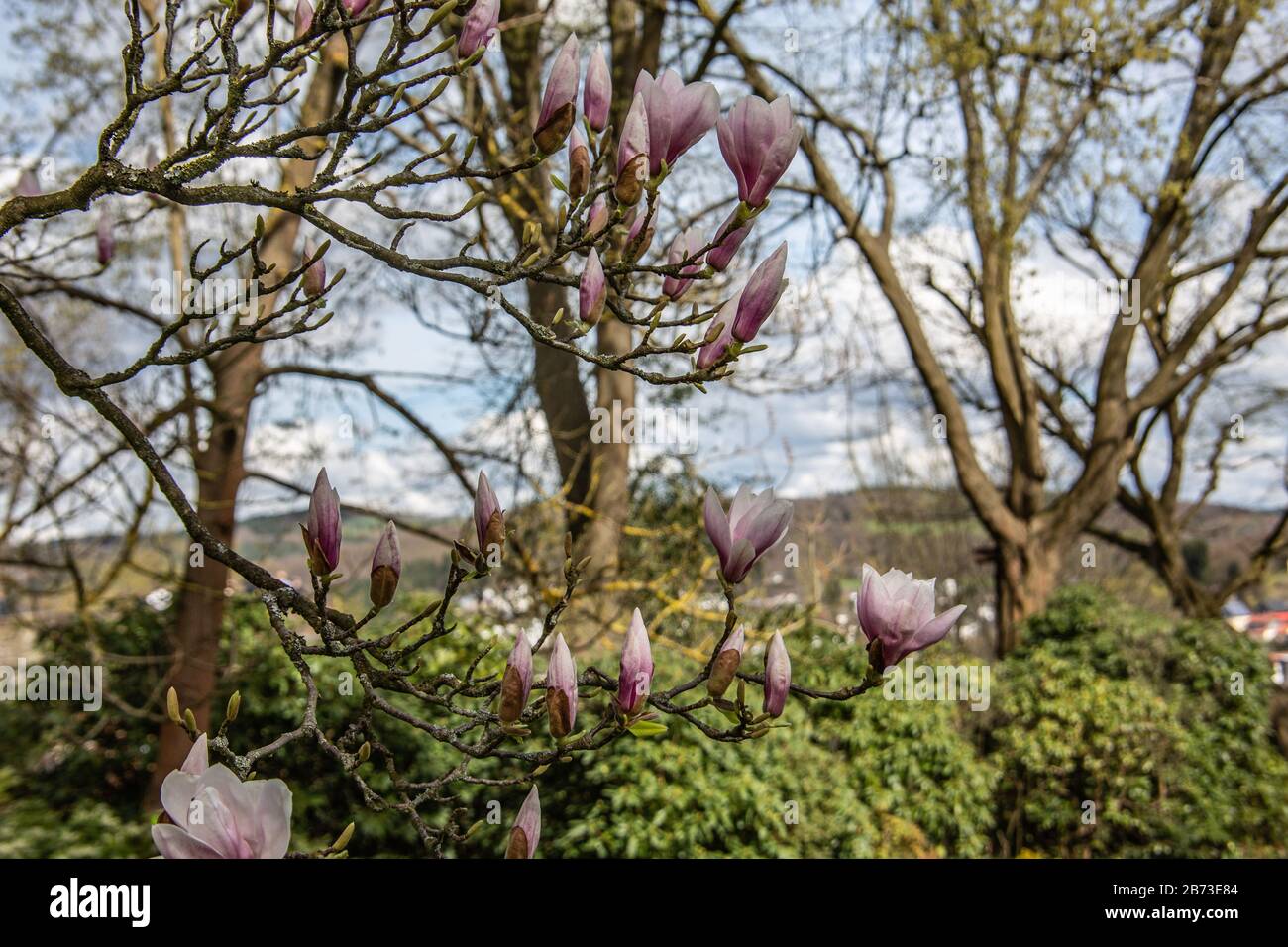 Magnolia albero con fiori in primavera Foto Stock