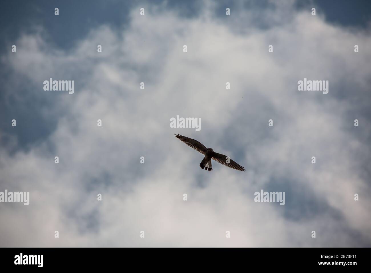 Kestrel si aggira maestosamente nel cielo blu Foto Stock