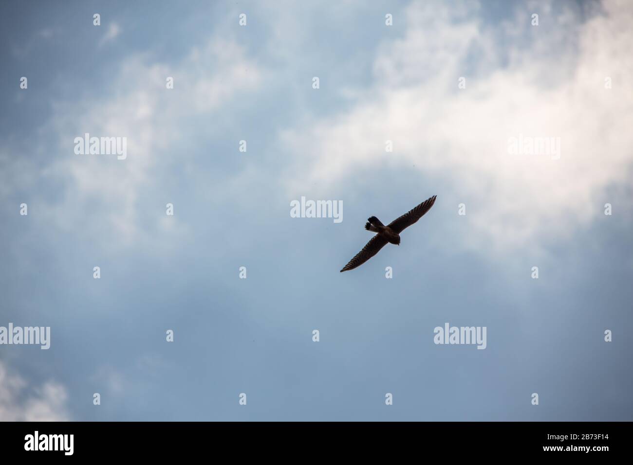 Kestrel si aggira maestosamente nel cielo blu Foto Stock