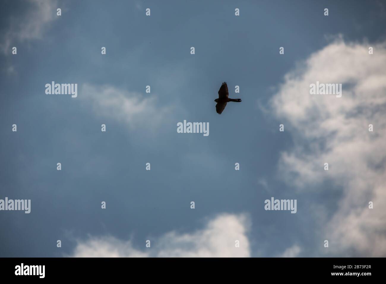 Kestrel si aggira maestosamente nel cielo blu Foto Stock