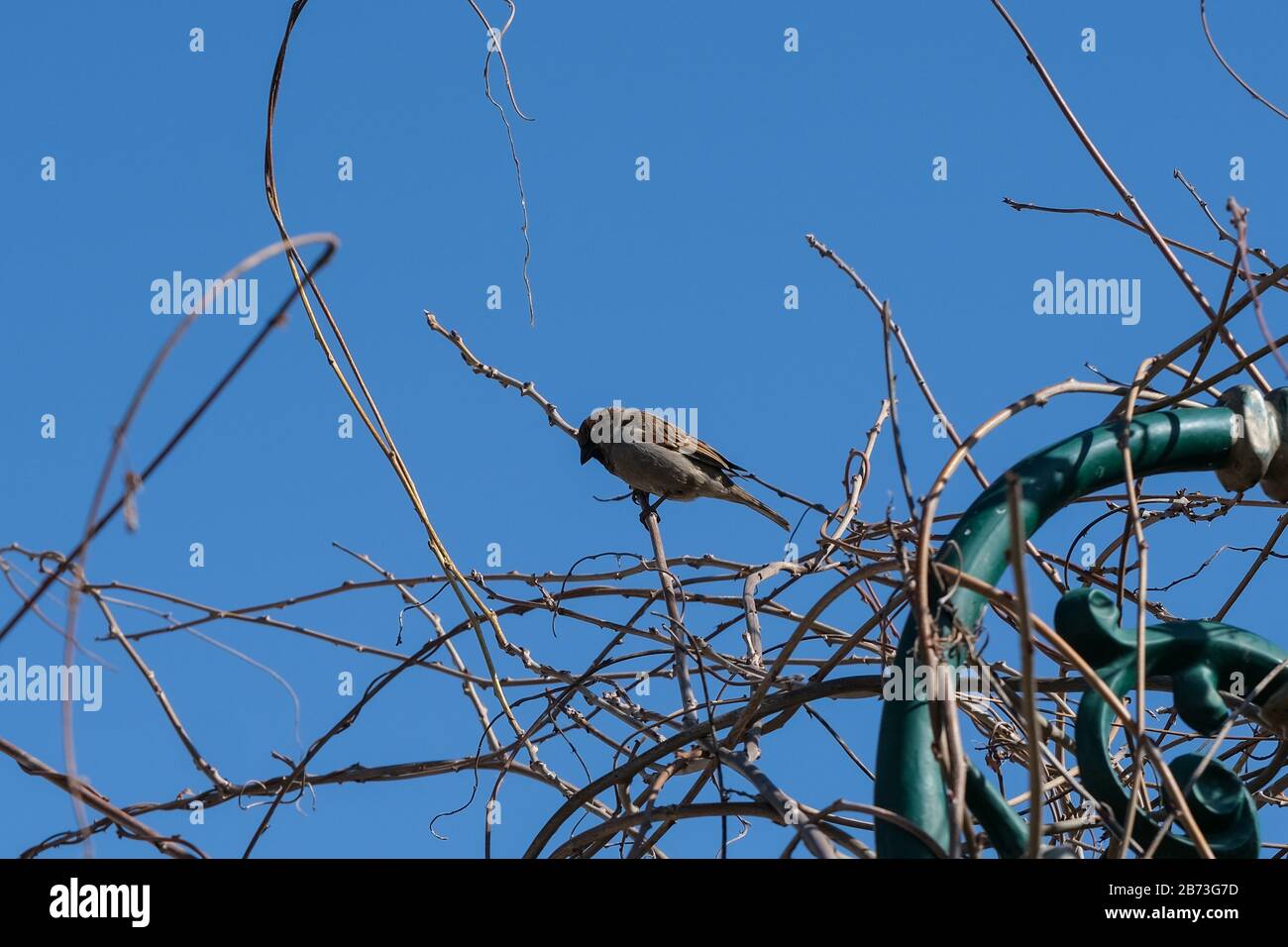 Piccolo passero su ramoscello. Albero nevoso in inverno. Fotografia di uccelli Foto Stock