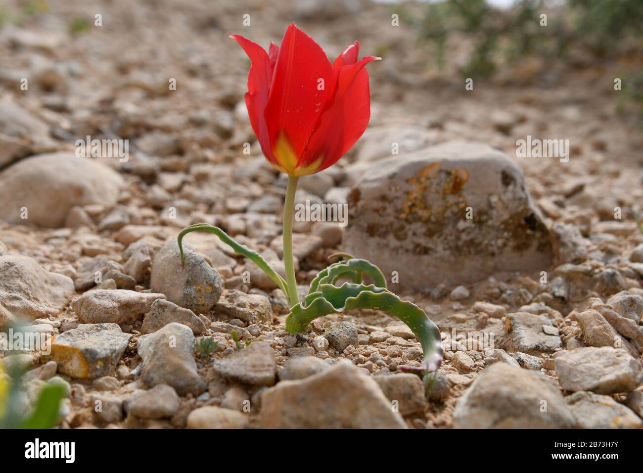 Blowing Wild Desert Tulip (Tulipa sistola) Fotografato a Wadi Zin, Negev, Israele nel mese di marzo Foto Stock