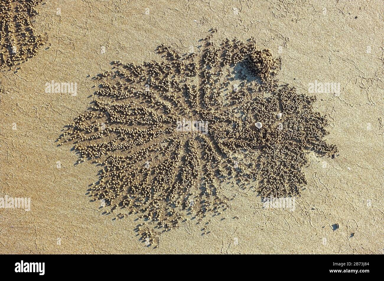 Il burrow della Scopimera inflata, conosciuta anche come il granchio Sand Bubbler su una spiaggia nel territorio del Nord dell'Australia. Foto Stock