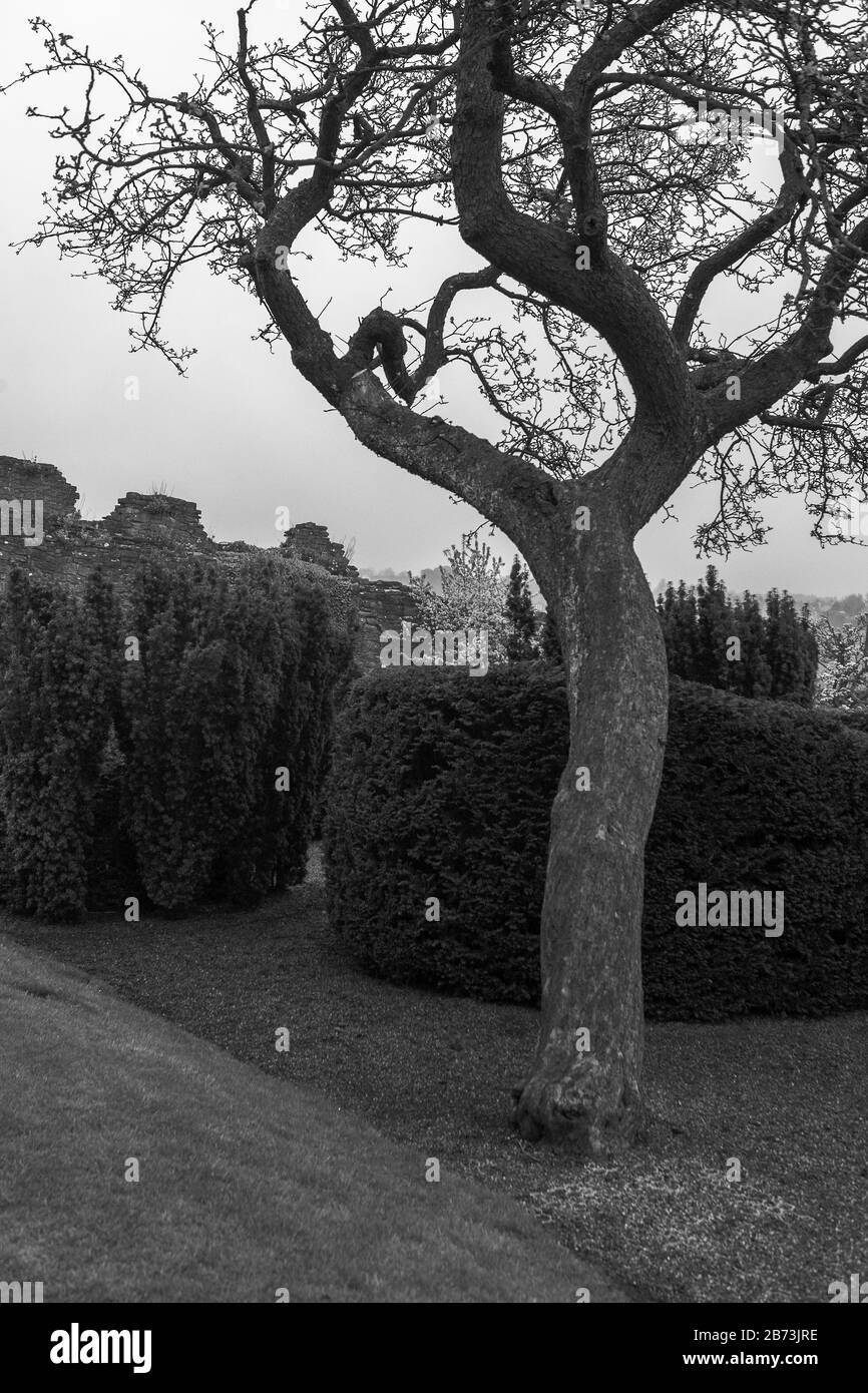 The Cockpit Garden, Richmond Castle, North Yorkshire, Inghilterra, Regno Unito. Versione in bianco e nero Foto Stock