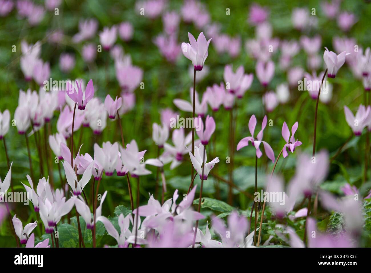 Un gruppo di violetti persiani In Fiore (Ciclamino perficum). Fotografato in Israele nel mese di marzo. Foto Stock