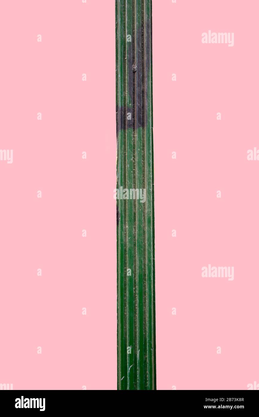 cactus in città verde e rosa pastello Foto Stock