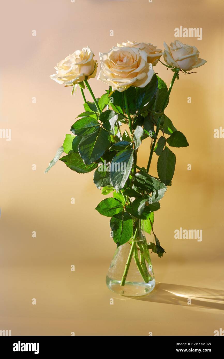 bouquet di 5 rose gialle in vaso di vetro su sfondo giallo Foto Stock
