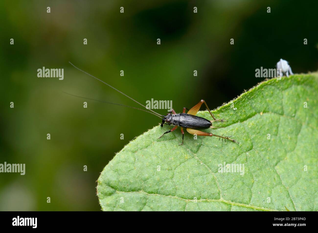 Dorsale Di Bush Cricket, Trigonidium Humbertianum, Pune, Maharashtra, India Foto Stock