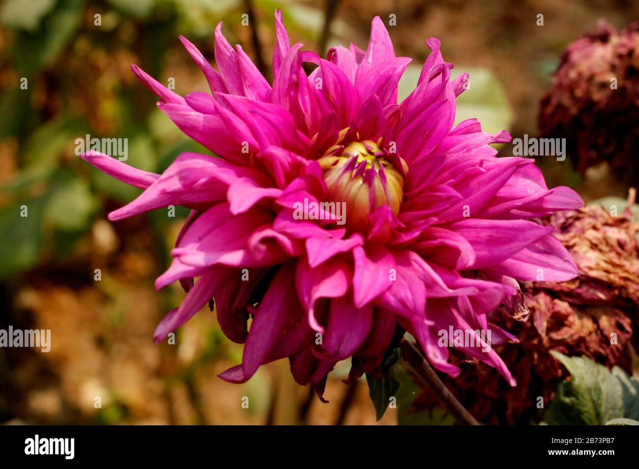 Fiore Full HD in giardino Foto Stock
