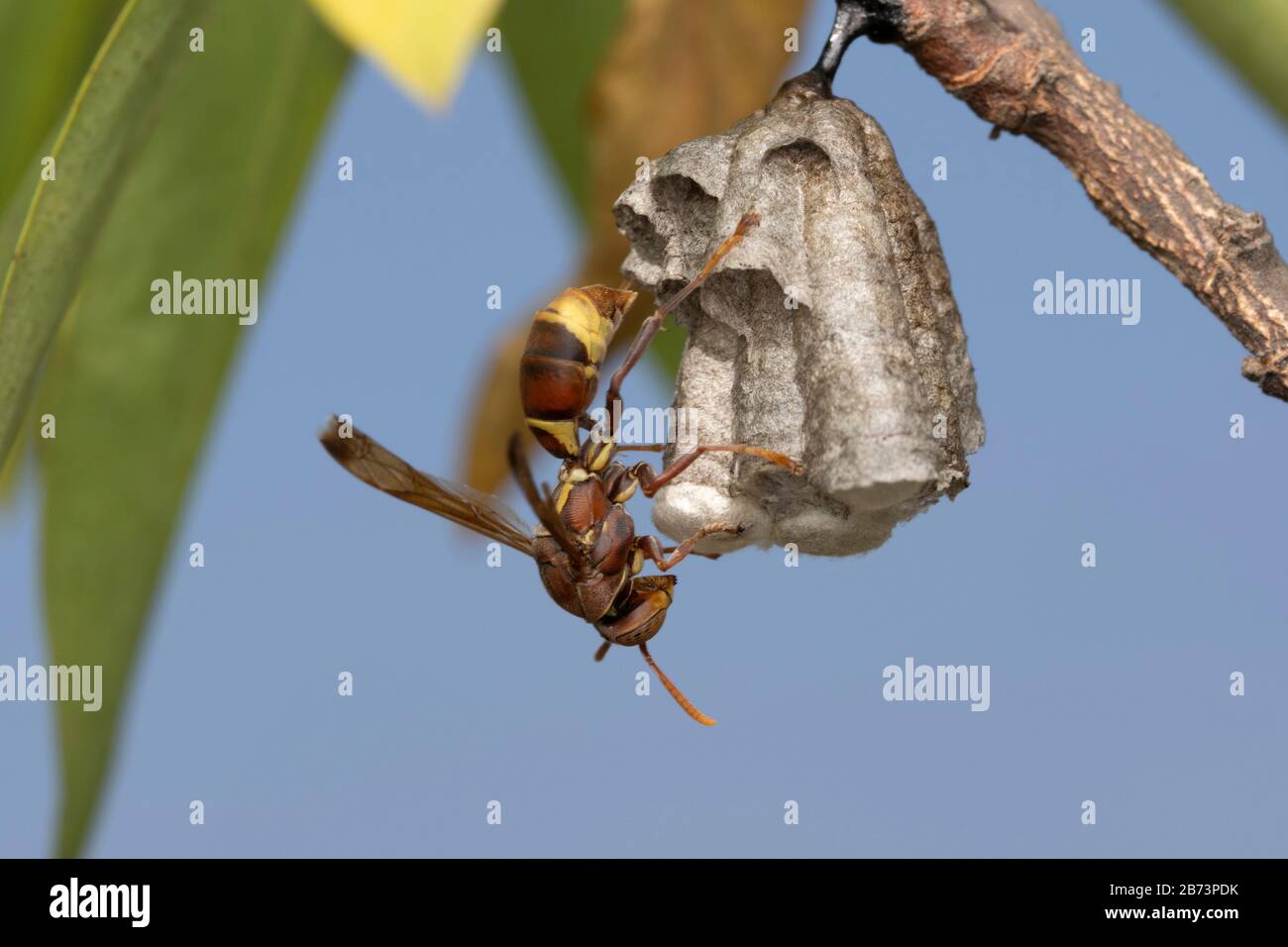 Nest And Red Paper Wasp, Ropalidia Marginata, Bhimashankar, Maharashtra, India Foto Stock