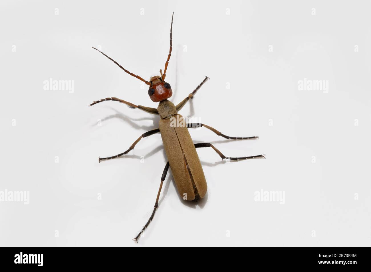Coleotteri rossi colorati, Famiglia Meloidae, Pune, Maharashtra, India Foto Stock
