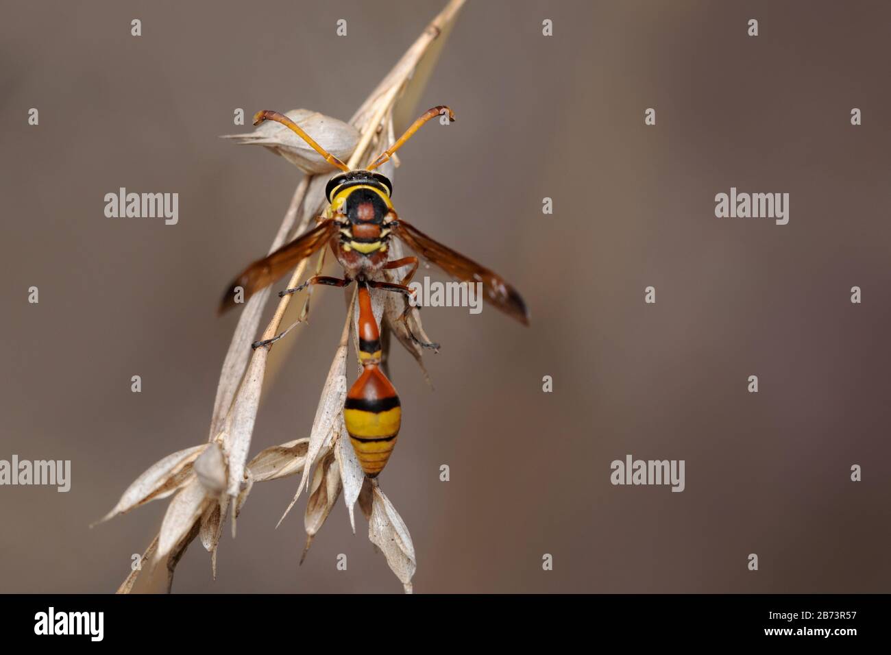 Vista dorsale wasp potter giallo, Delta campaniforme, Delta, Pune, Maharashtra, India Foto Stock