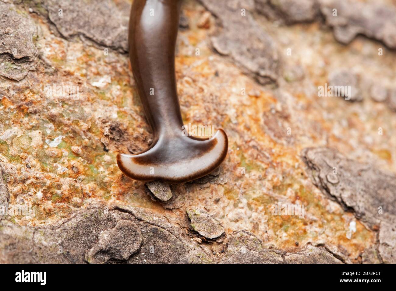Humbertium sp su corteccia, Hammer testa slug, Famiglia Bipaliidae Foto Stock