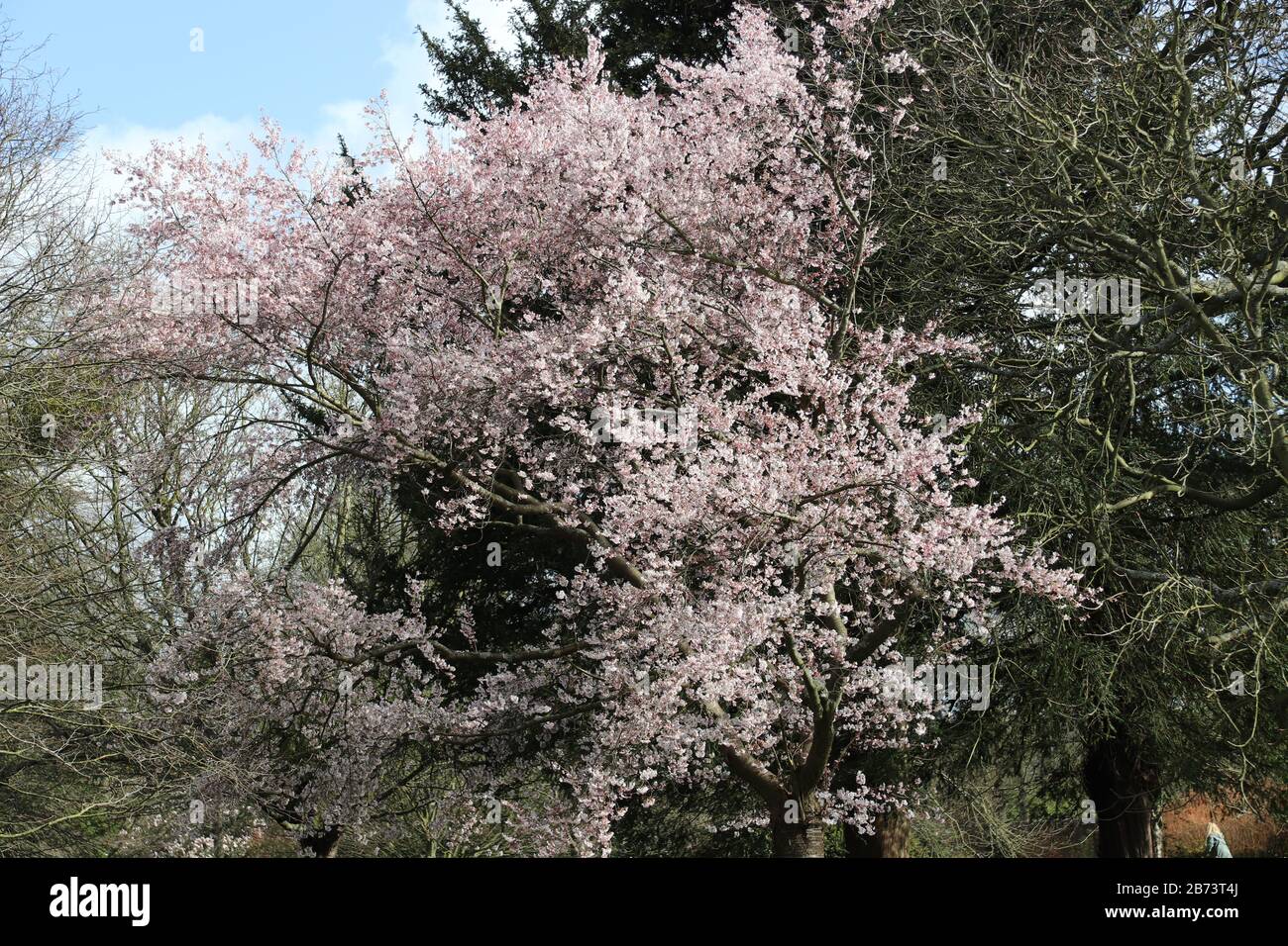 Fiore di ciliegio Foto Stock