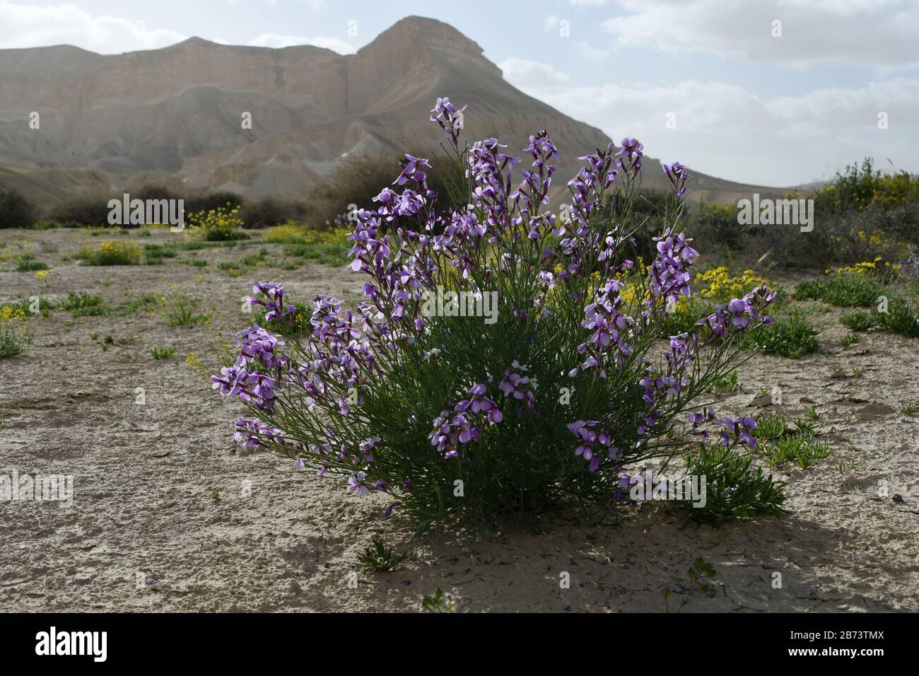 Fiore viola Matthiola aspera Dopo una rara stagione di piogge nel deserto del Negev, Israele, un'abbondanza di fiori selvatici germogliano e fioriscono. Fotografato Foto Stock