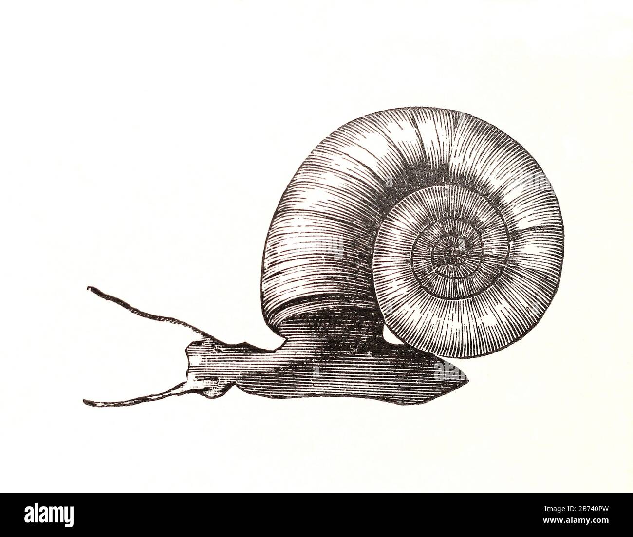 Molluschi - Planorbis Corneus. Foto Stock