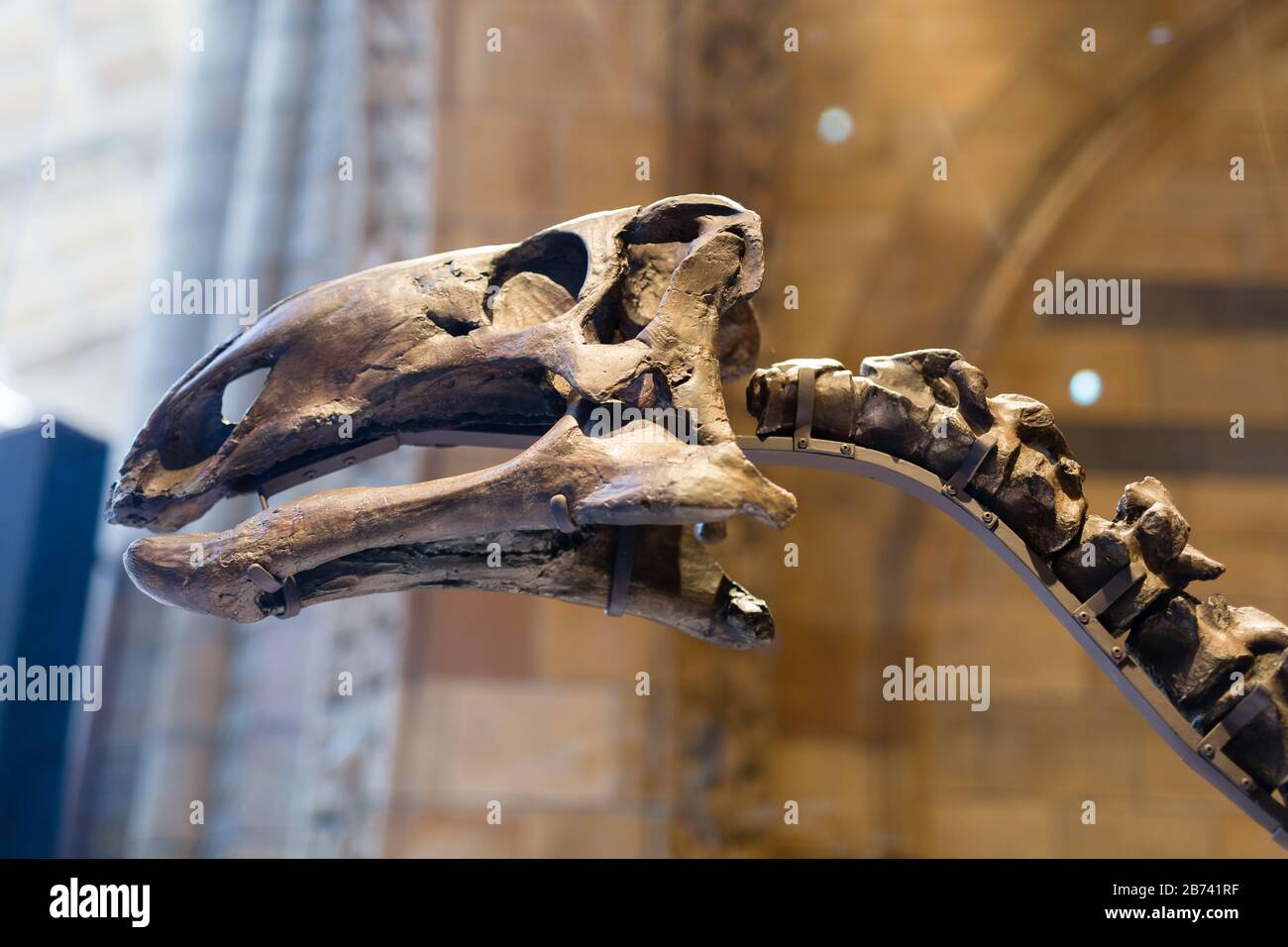 T-Rex Dinosaur Fossil modello: Dettaglio cranio. Foto Stock