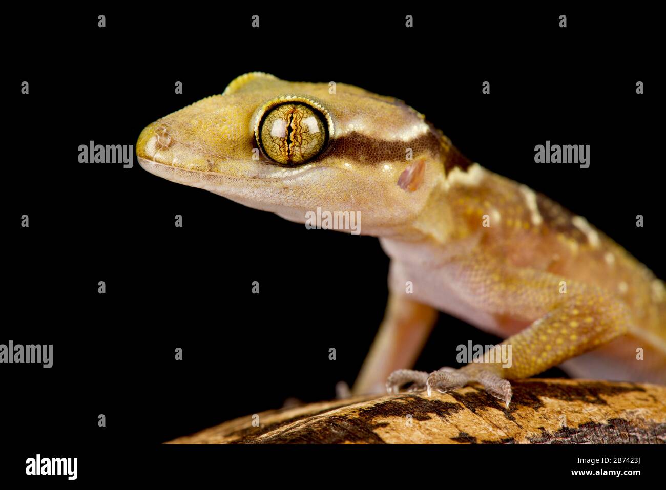 Gecko a balestra (Hemidactylus fasciatus) Foto Stock