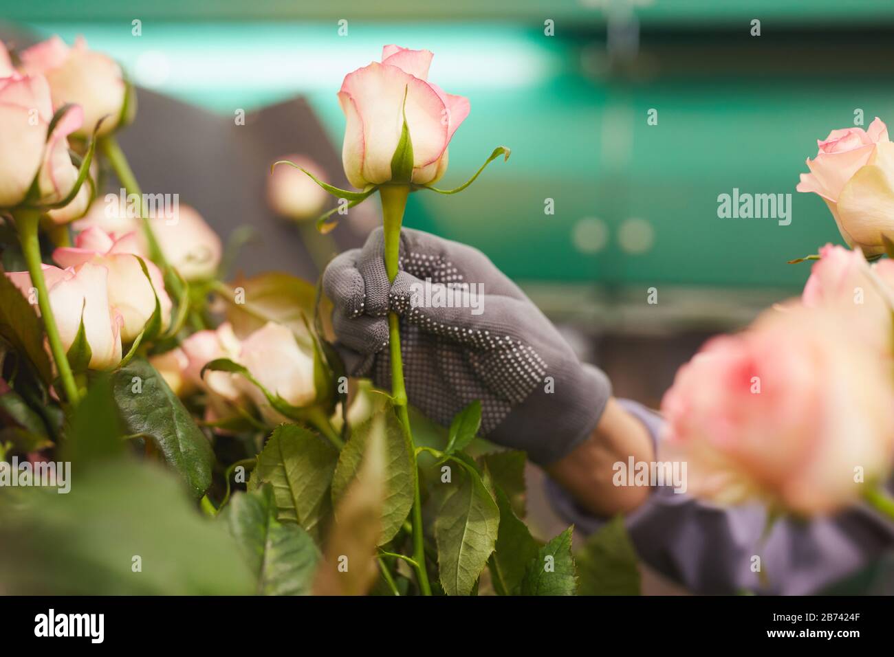 Primo piano di donna in guanti protettivi che tengono rosa fresco durante il lavoro in serra Foto Stock