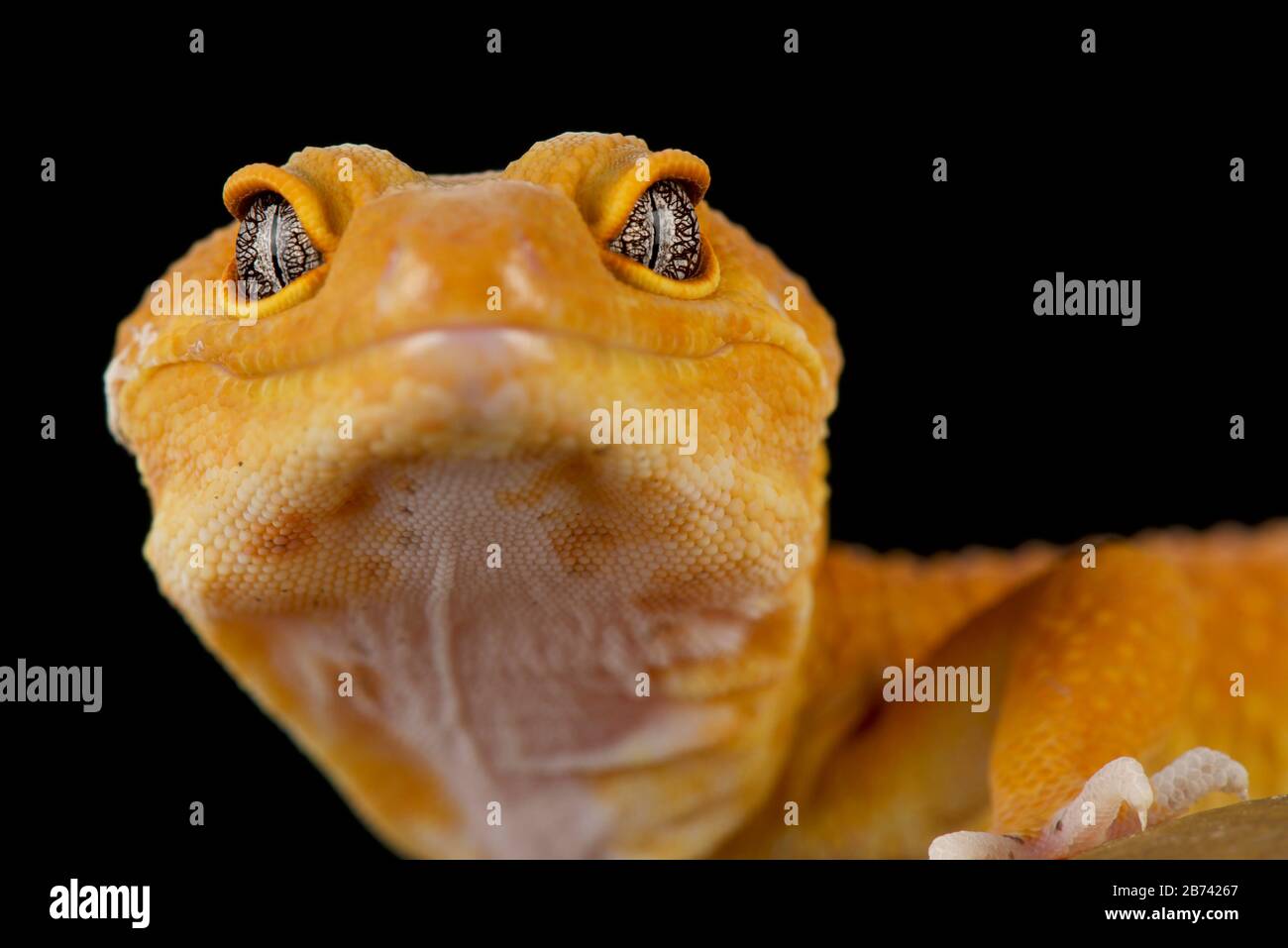 Leopard gecko (Eublepharis macularius) Foto Stock