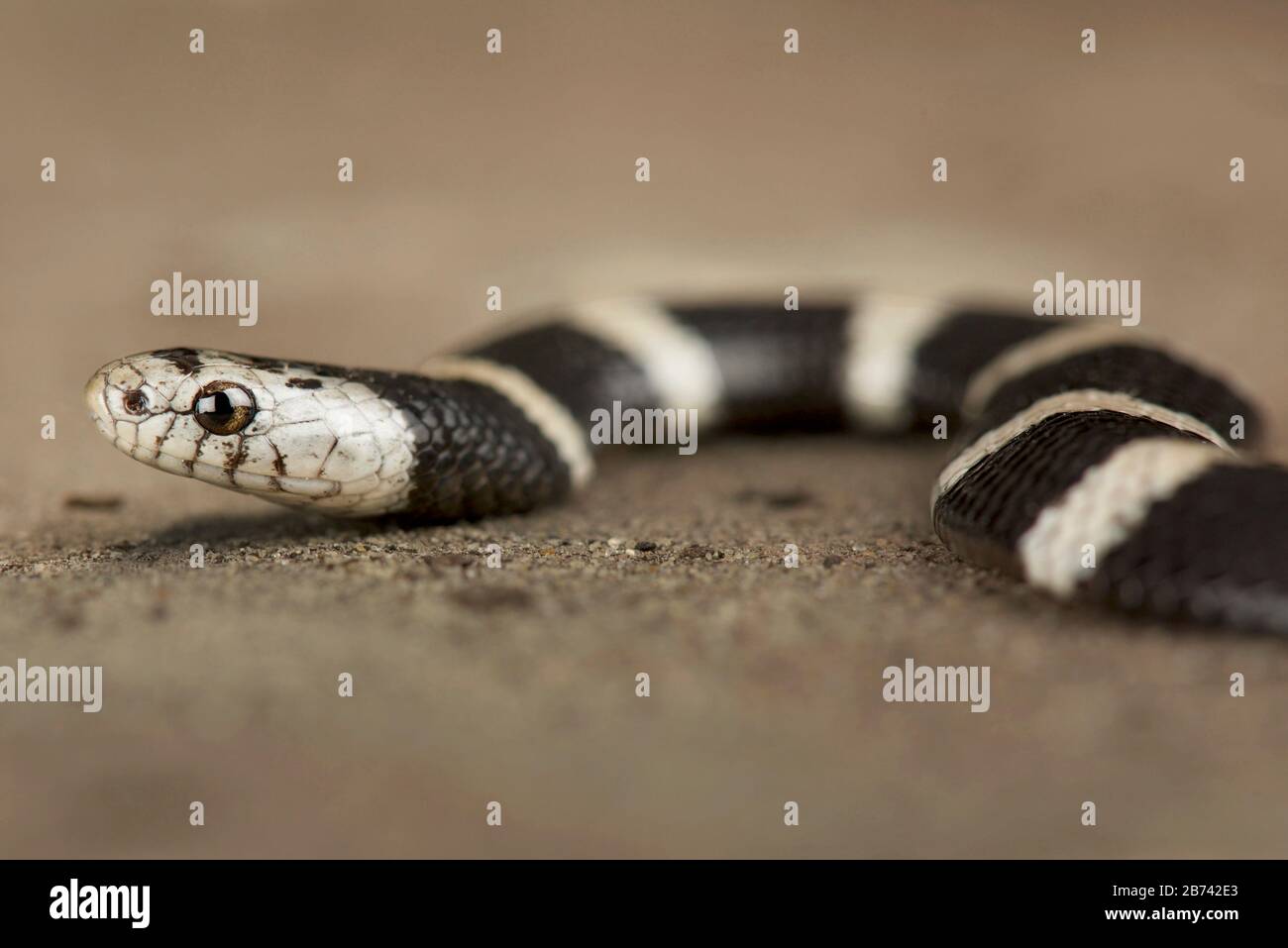 Boulengers serpente di garter (Elapsoidea boulengeri) Foto Stock