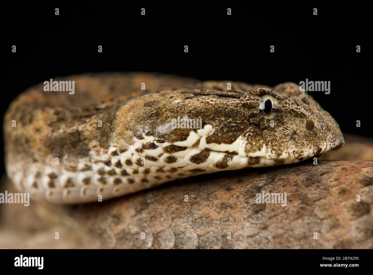 Sommatore di morte (Acanthis antarticus) Foto Stock