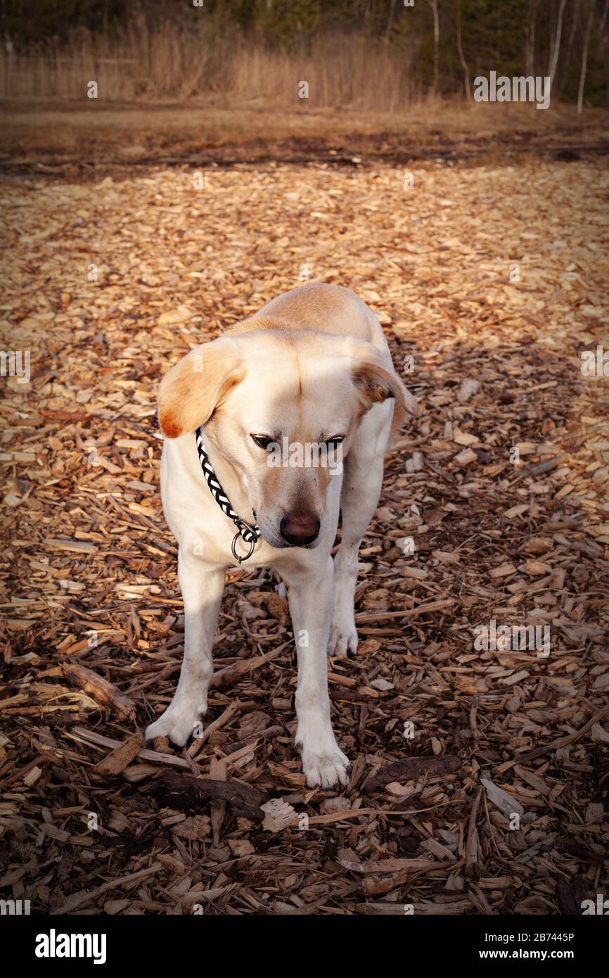 L'animale domestico più caro tedesco Foto Stock