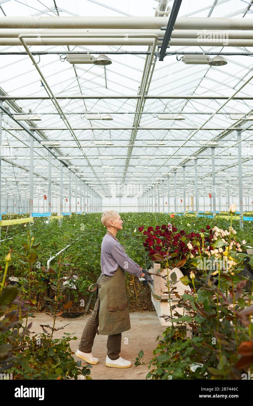 Carrello di guida del giardiniere maturo con i fiori nella serra Foto Stock