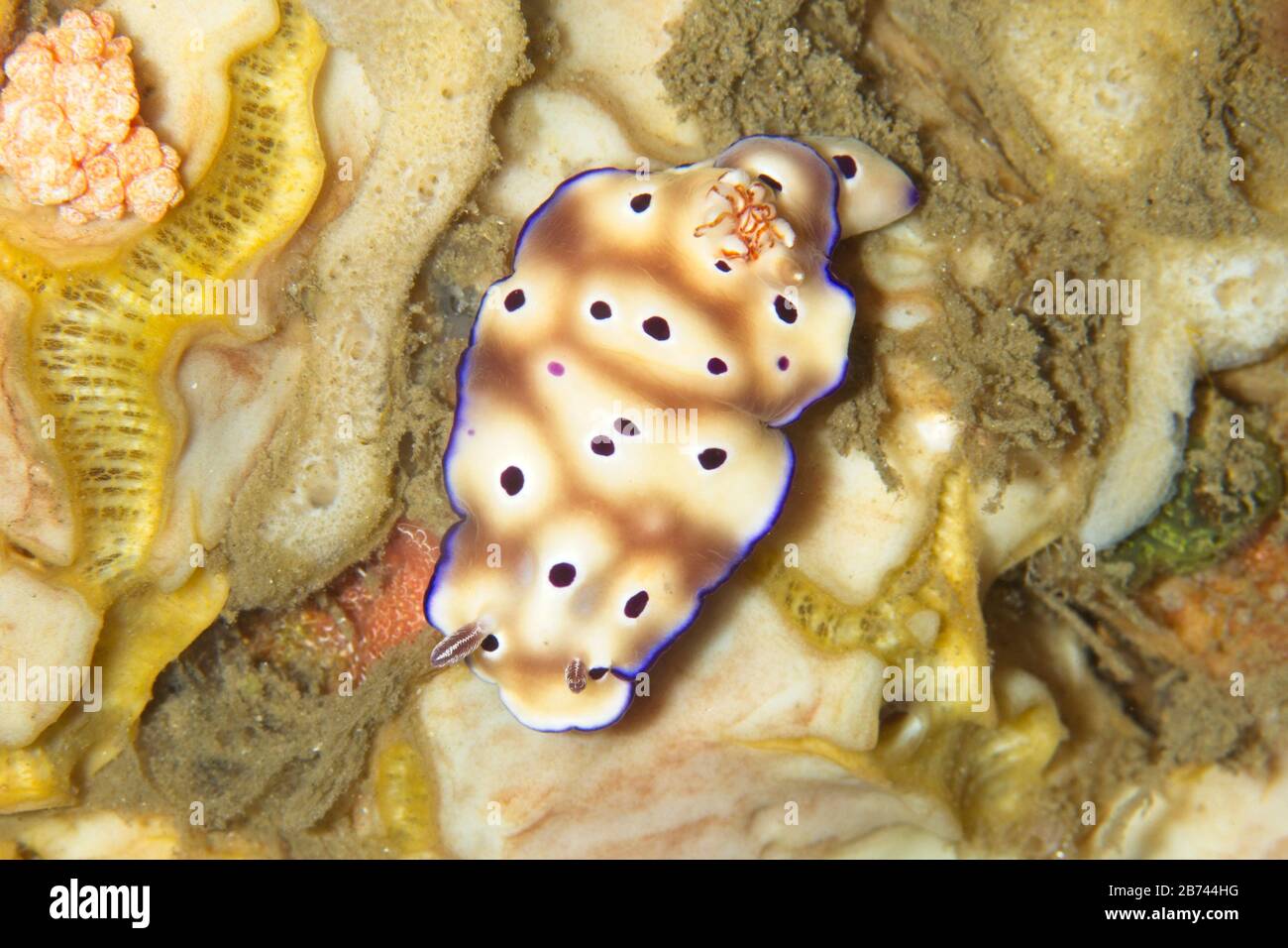 Hypselodoris tryoni nudibranch, stretto di Lembeh, Indonesia Foto Stock