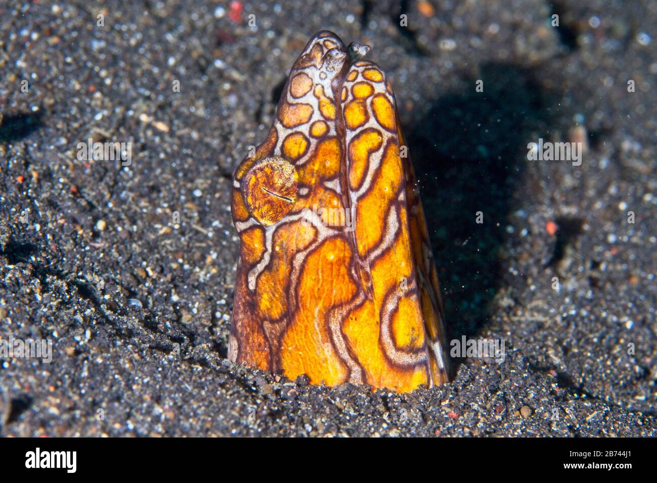 Napoleone Snake Eel (Ophichthus Bonapartti) Lembeh Strait, Indonesia Foto Stock