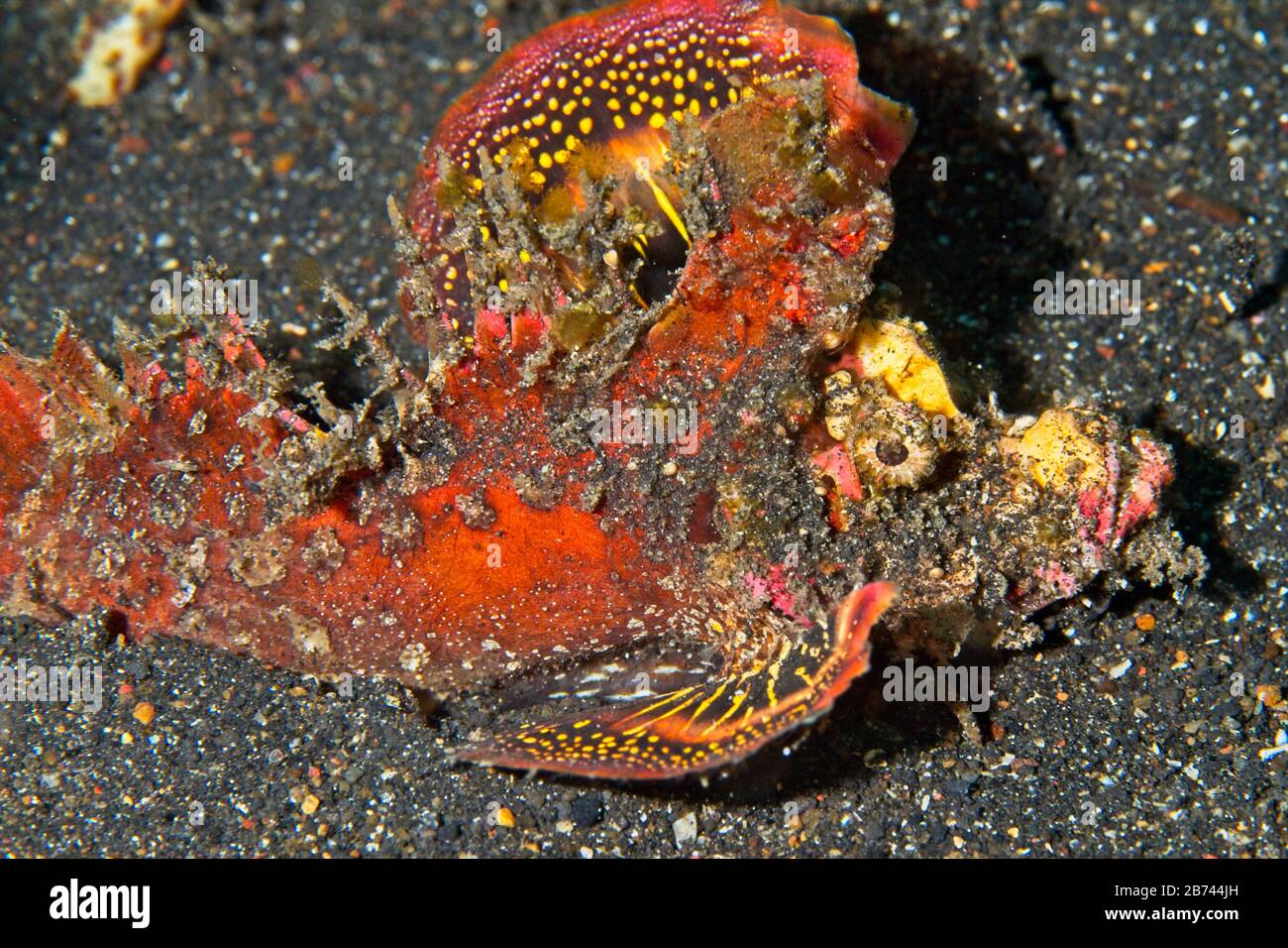 Pesce devilfish spinoso (Inimicus didactylus) Lembeh Strait, Indonesia Foto Stock