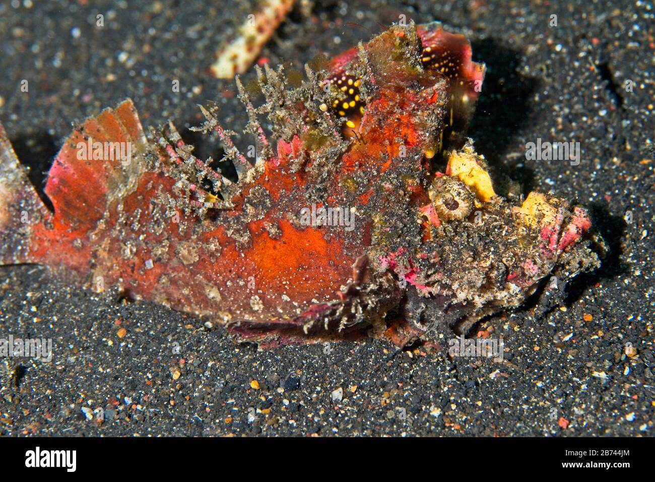 Pesce devilfish spinoso (Inimicus didactylus) Lembeh Strait, Indonesia Foto Stock