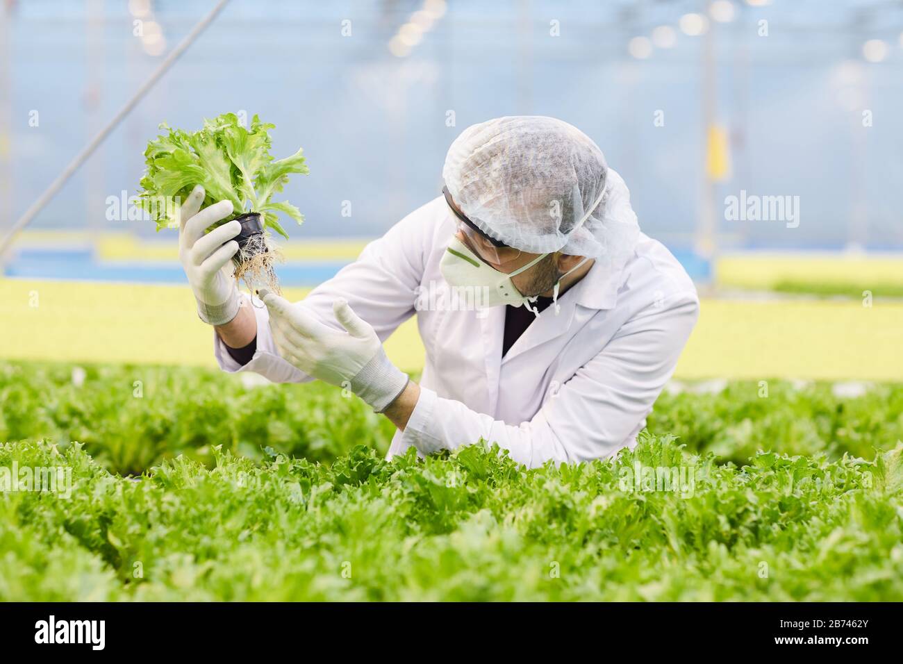 Uomo in maschera protettiva e cappuccio che esamina la lattuga nelle sue mani mentre lavora in serra Foto Stock