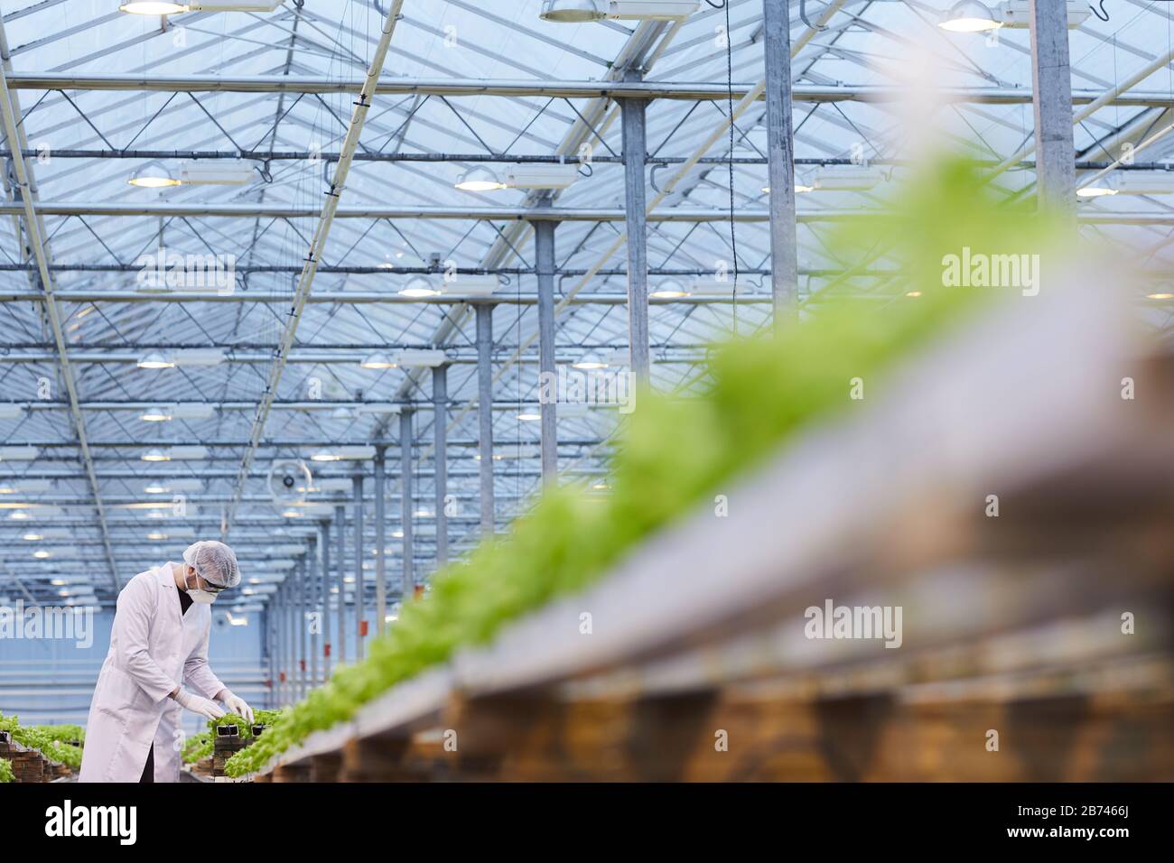 Botanico in camice bianco da laboratorio e maschera protettiva che fa ricerca scientifica con piante in serra Foto Stock