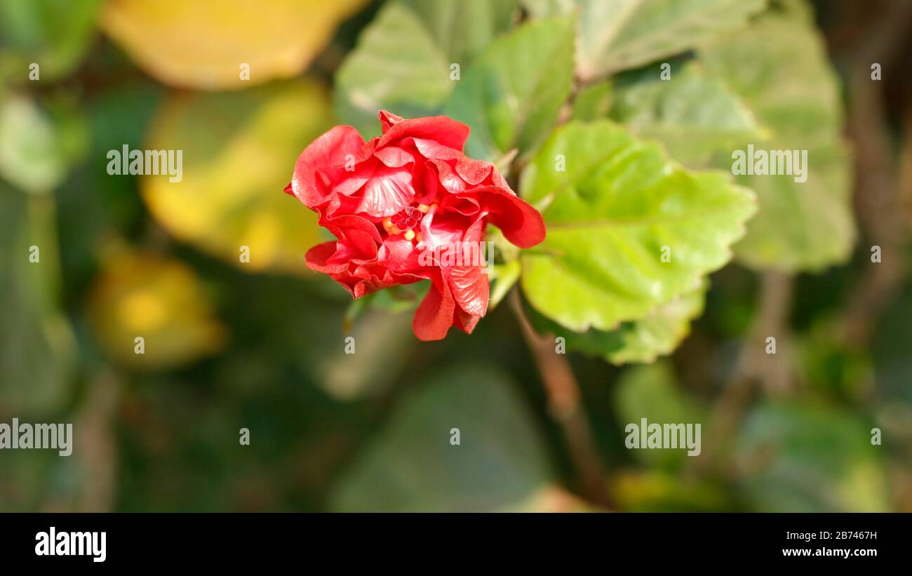 Fiore Bloody Full HD in giardino Foto Stock