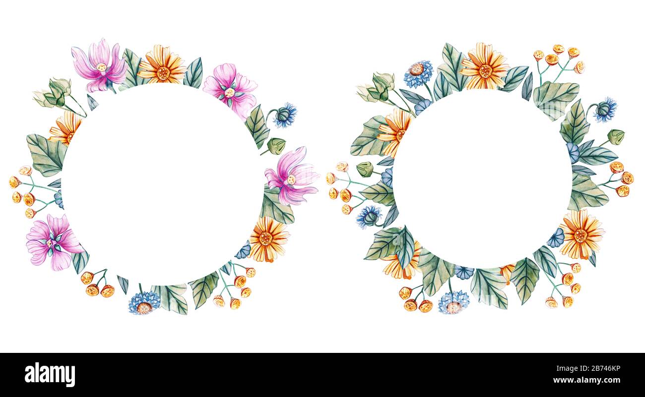 Cornici rotonde con fiori selvatici acquerello. Wreaths per un matrimonio su sfondo bianco con fiori di mallow, margherite, tansy, garofani. C'è una p Foto Stock