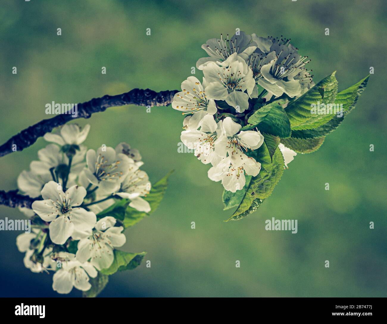 Albero di fiore su sfondo naturale / fiori di primavera / fiore di ciliegia / sfondo di primavera. Primo piano effetto artistico Foto Stock