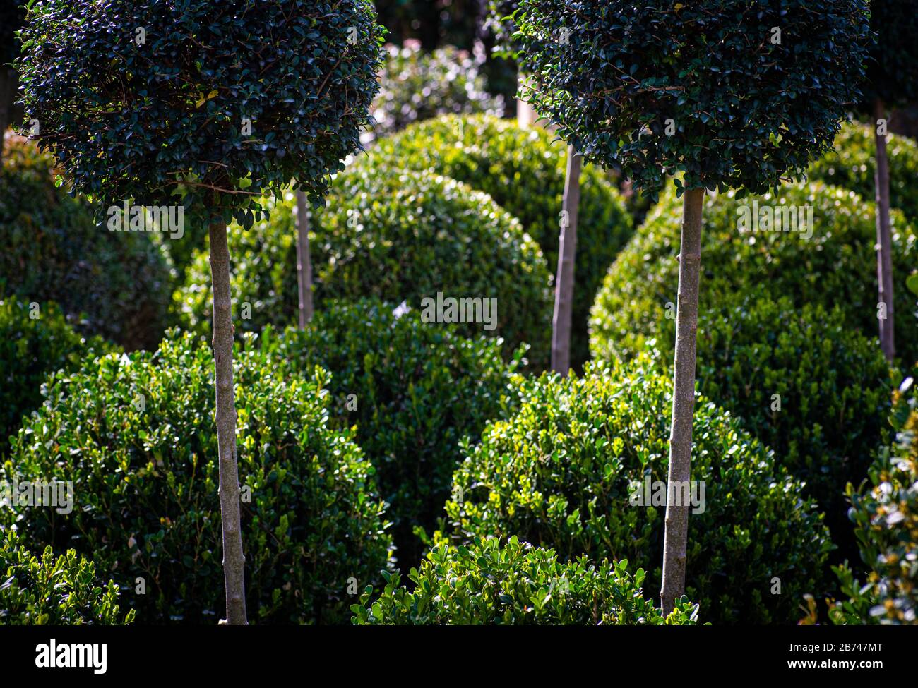 sfondo astratto di piante di scatola tondo e standard rifilate in forme rotonde, concetto giardinaggio. Foto Stock