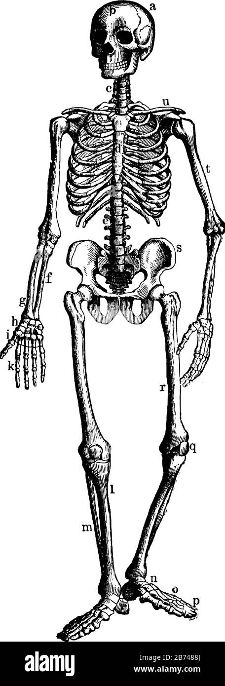 Questa illustrazione rappresenta lo scheletro di Bony e Cartilaginous, disegno a linea vintage o illustrazione dell'incisione. Illustrazione Vettoriale