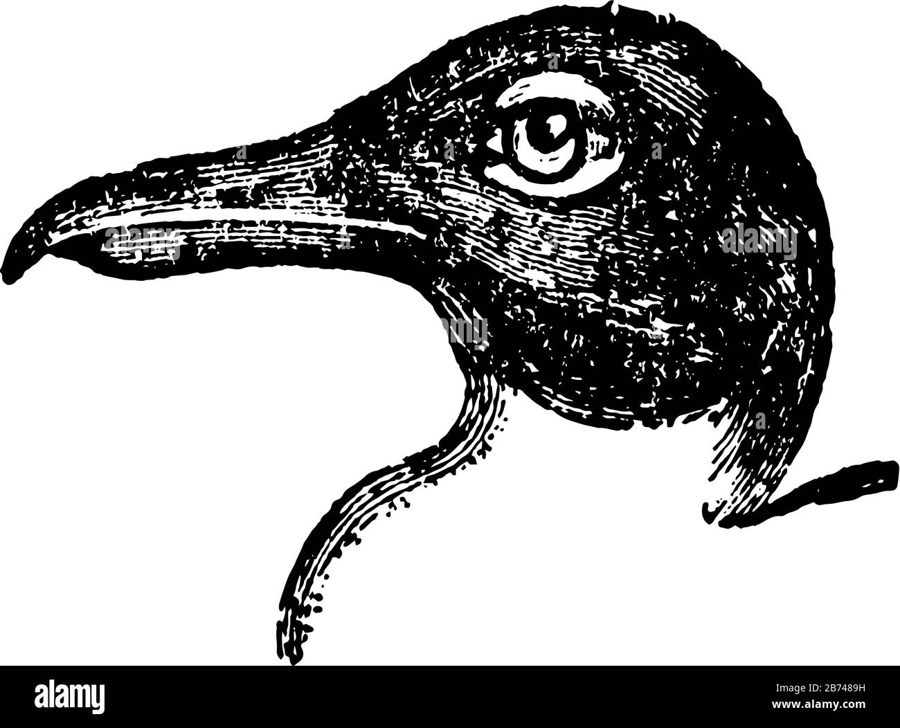 Il gabbiano con testa nera sta abitando tutte le parti del mondo, il disegno della linea d'epoca o l'illustrazione dell'incisione. Illustrazione Vettoriale