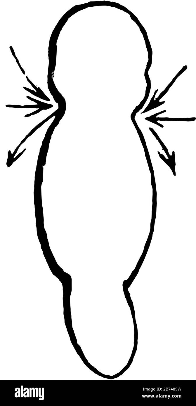 Forma dell'embrione che un embrione sviluppa da una zigote, disegno a linea d'annata o illustrazione dell'incisione. Illustrazione Vettoriale