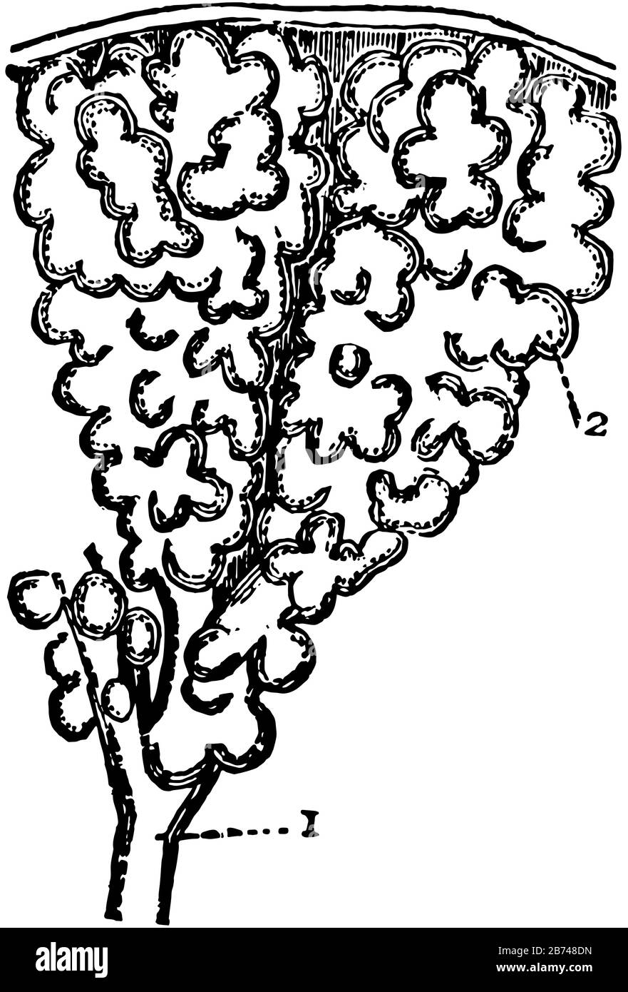 Questa illustrazione rappresenta le Cellule d'aria, il disegno di linea vintage o l'illustrazione di incisione. Illustrazione Vettoriale