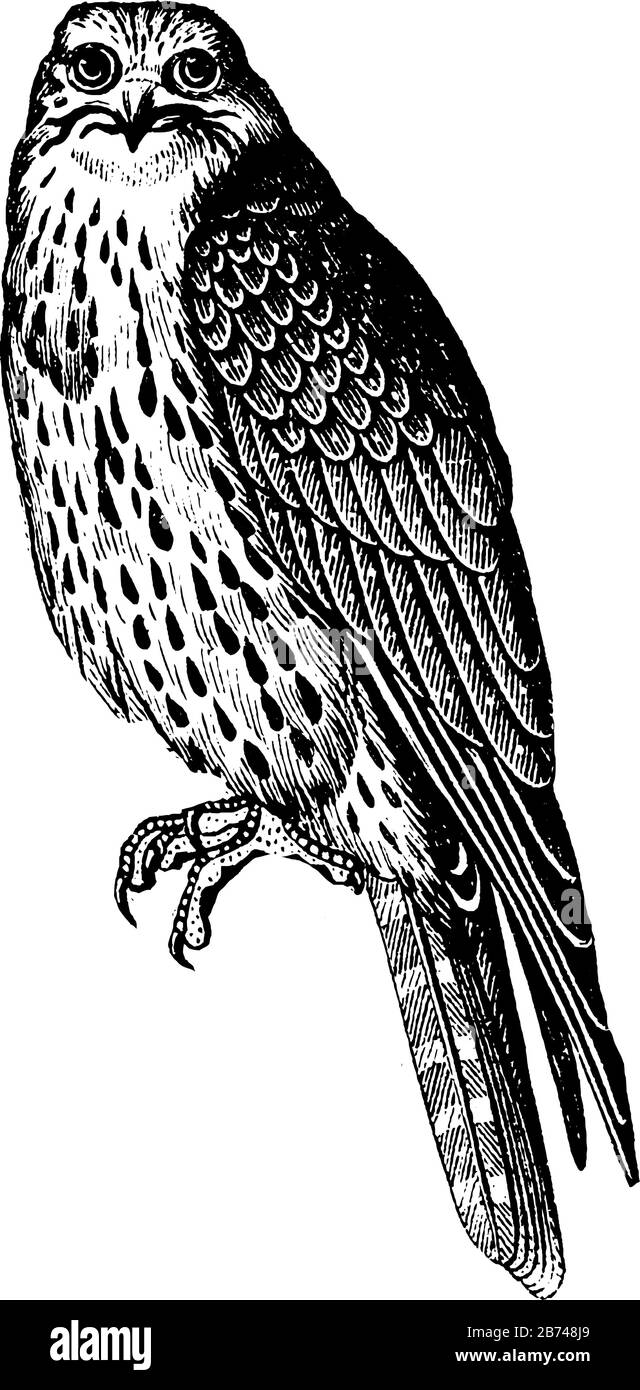 Sultan Falcon Con Con vision penetrante a griffe affilate, disegno linea vintage o illustrazione incisione. Illustrazione Vettoriale