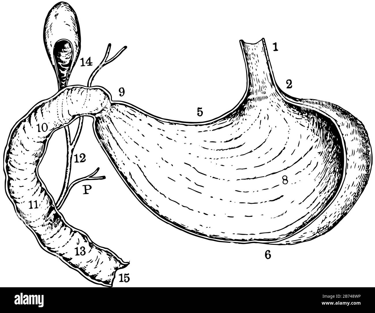 Questa illustrazione rappresenta La sezione Verticale e Longitudinale della vescica Di Gall Dello Stomaco e Del Duodeno, disegno di linea vintage o illustrazione di incisione. Illustrazione Vettoriale