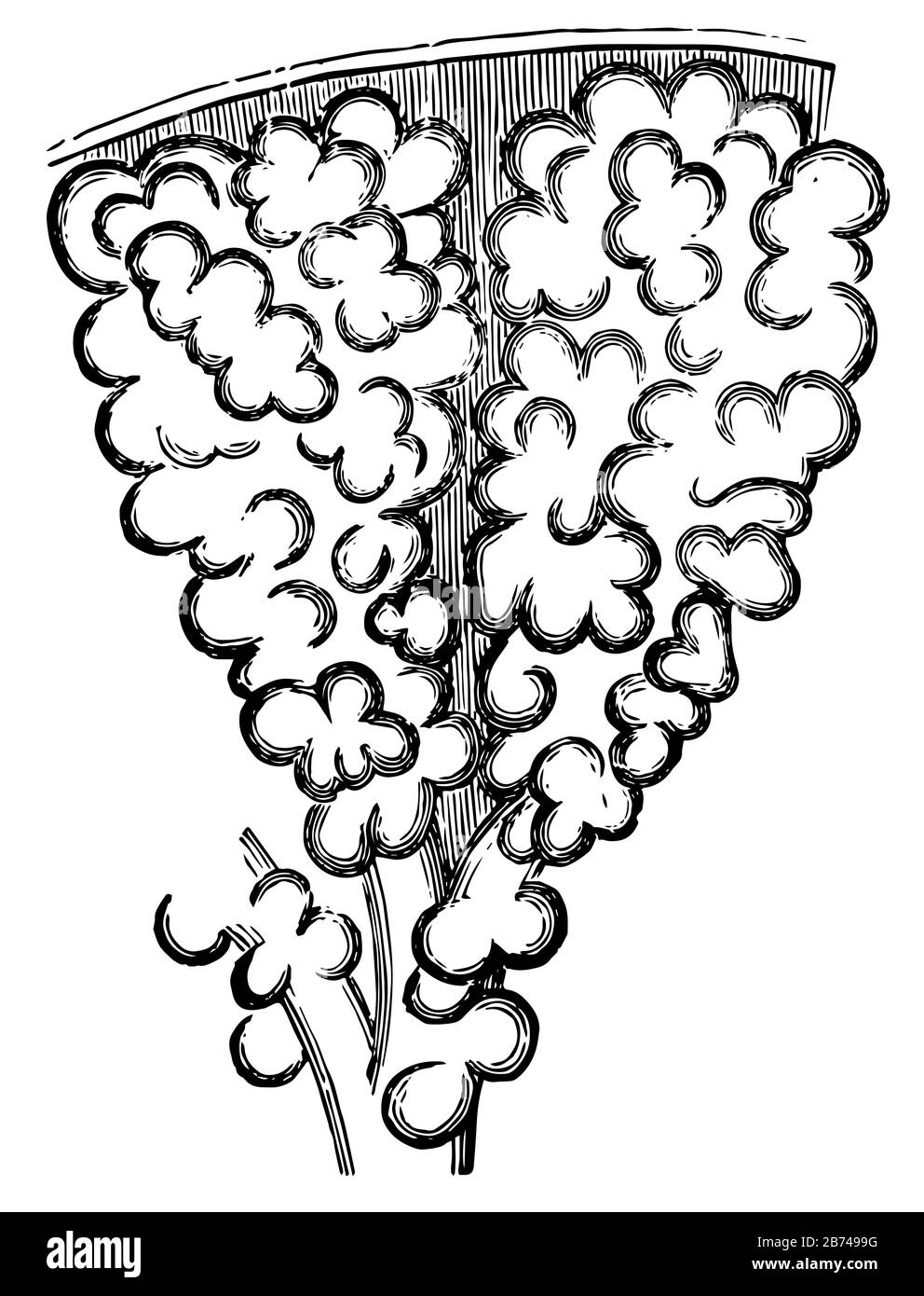 Questa illustrazione rappresenta Bronchioli, disegno di linea vintage o illustrazione di incisione. Illustrazione Vettoriale