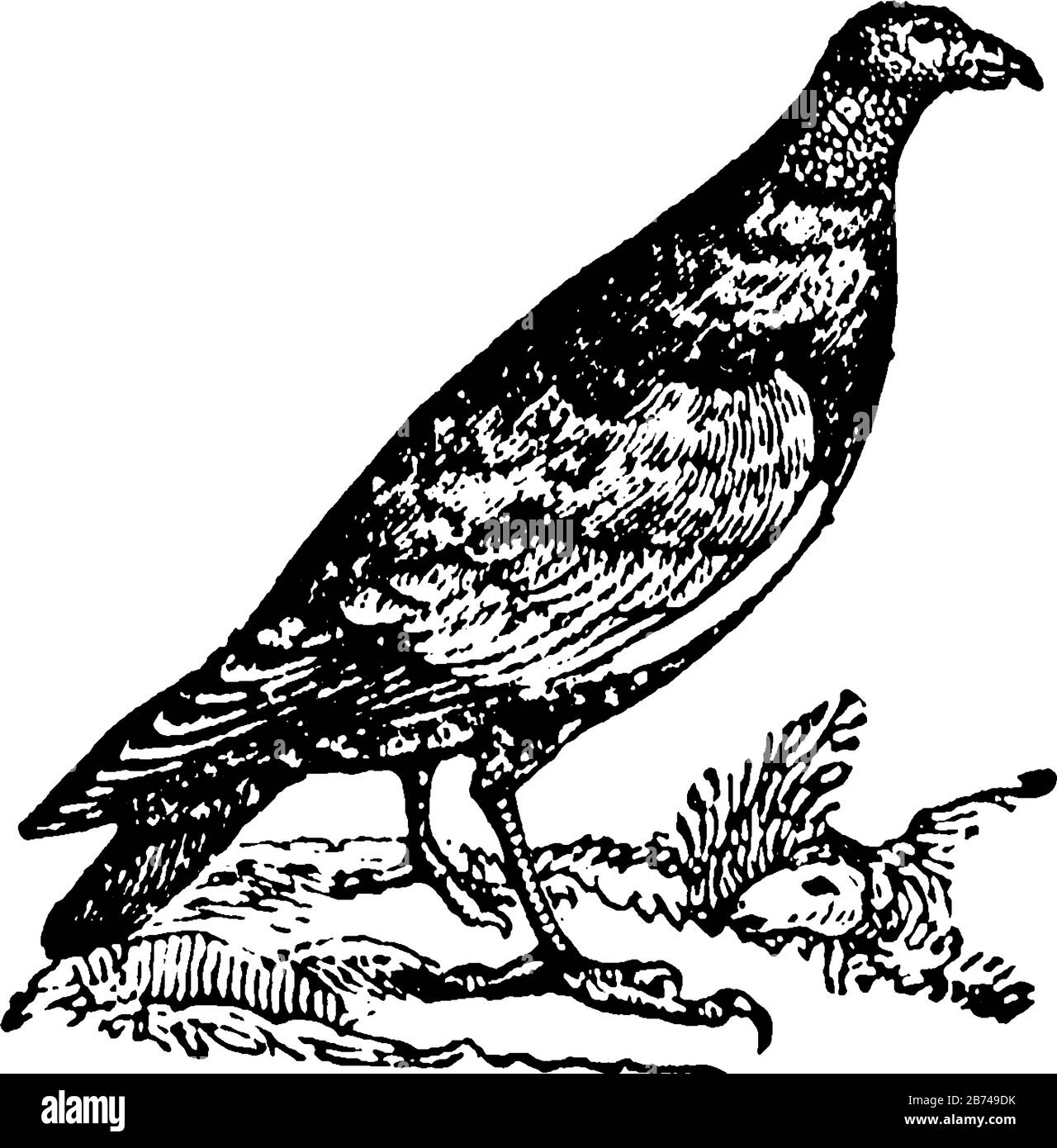 Turchia Vulture si trova in tutti gli Stati Uniti, vintage linea disegno o incisione illustrazione. Illustrazione Vettoriale