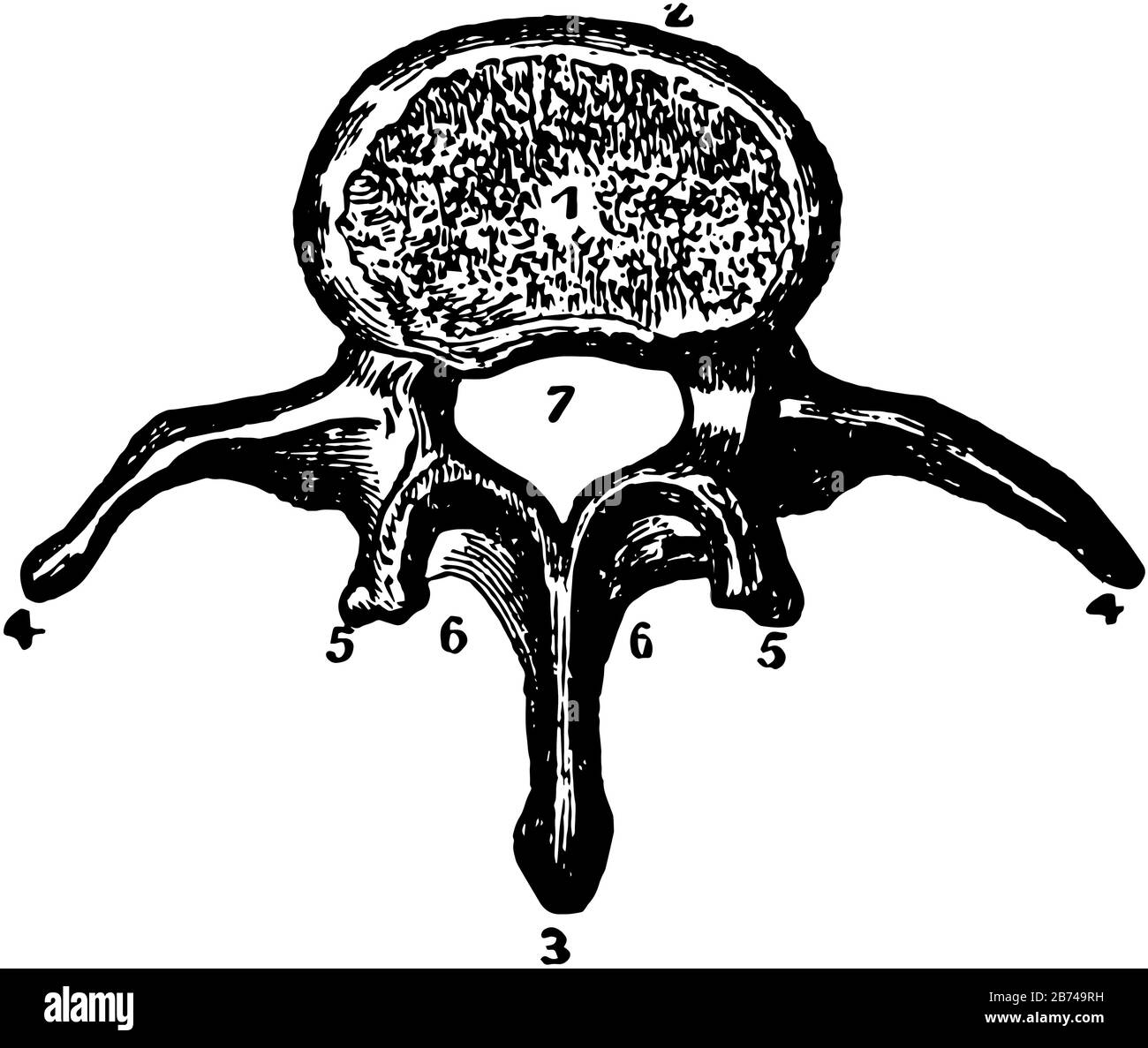 Questa illustrazione rappresenta La Vertebra lombare, il disegno a linee vintage o l'illustrazione dell'incisione. Illustrazione Vettoriale