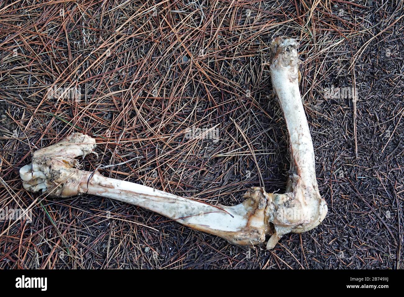 I lkegbones di una mucca, ucciso e mangiato i miei leoni di montagna, nelle montagne di Ochoco dell'Oregon centrale. Foto Stock