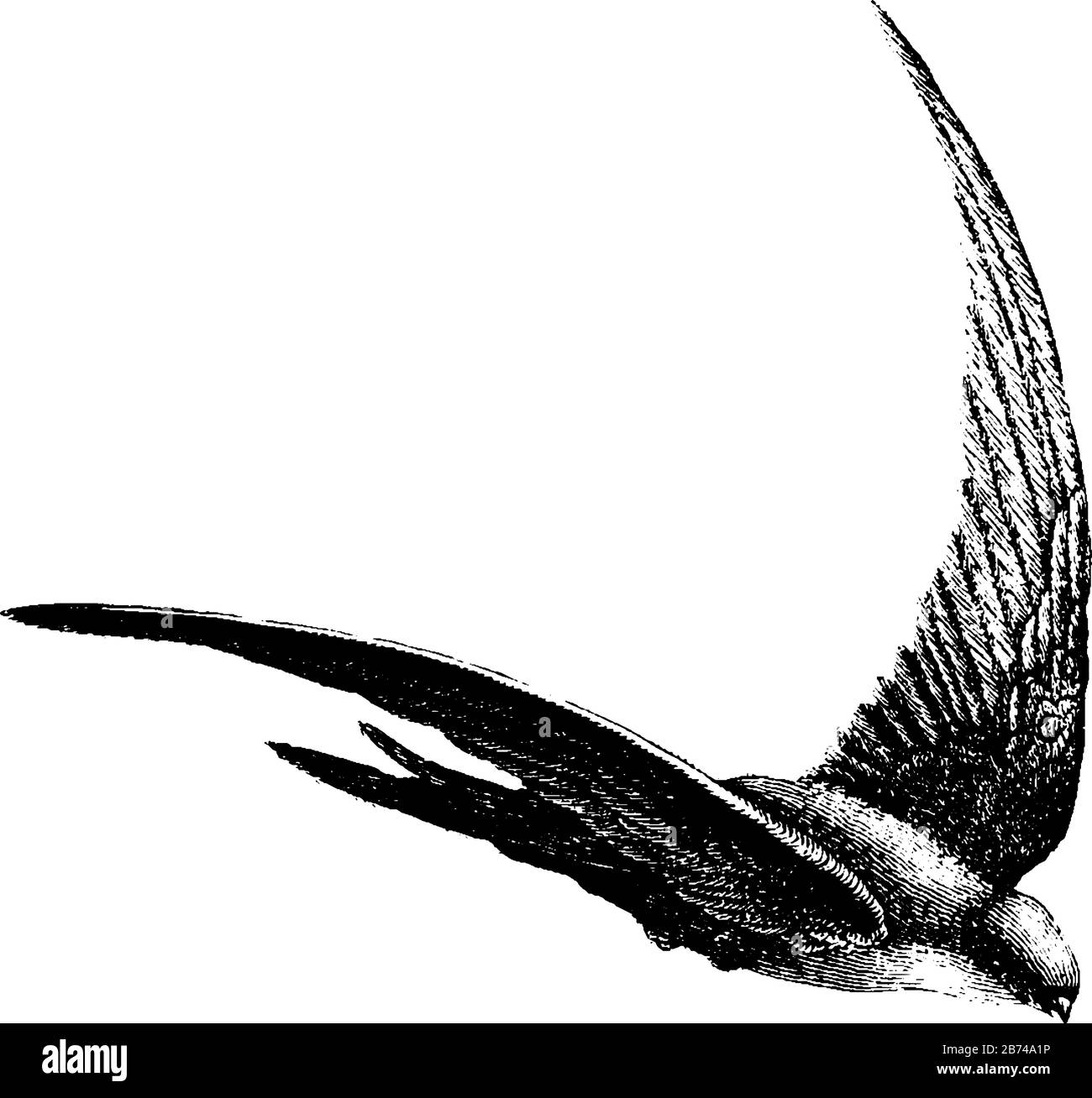 Salangane Swallow è riconosciuto dalle loro lunghe ali appuntite coda biforcuta, disegno linea vintage o illustrazione di incisione. Illustrazione Vettoriale